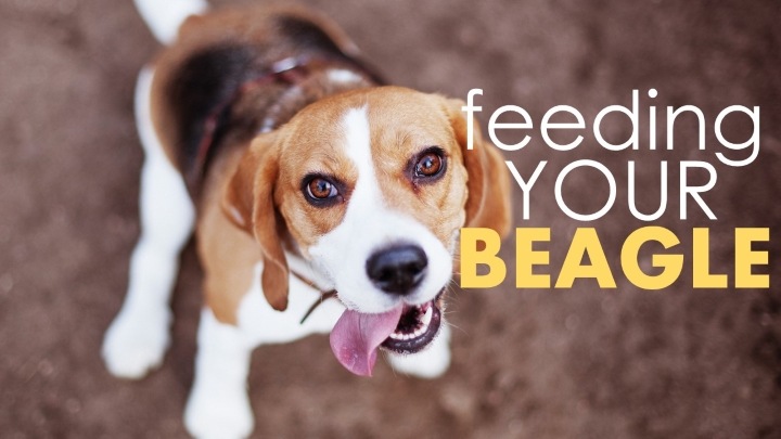 Best Dog Food for Beagles: Don’t Skimp on the Protein ...