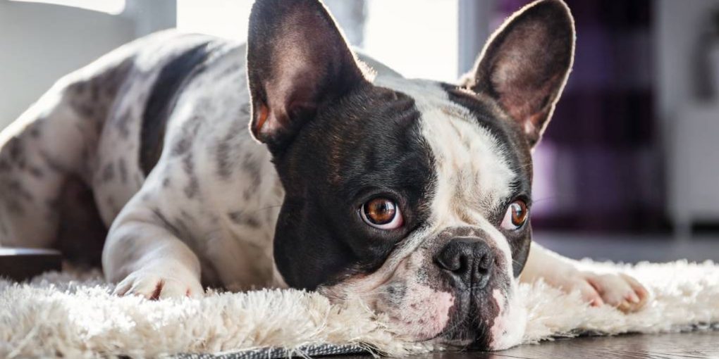 Help My Dog Poops A Lot How Much Is Too Much HerePup 