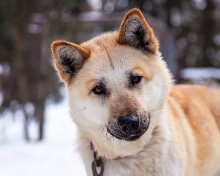 Bold and Beautiful: A Look at the Golden Retriever Husky Mix | HerePup!