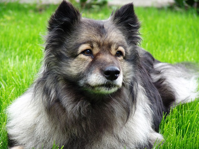 fromm dog food reviews fromm dog food reviews