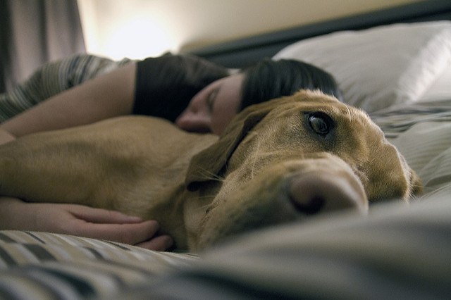 sleepydog