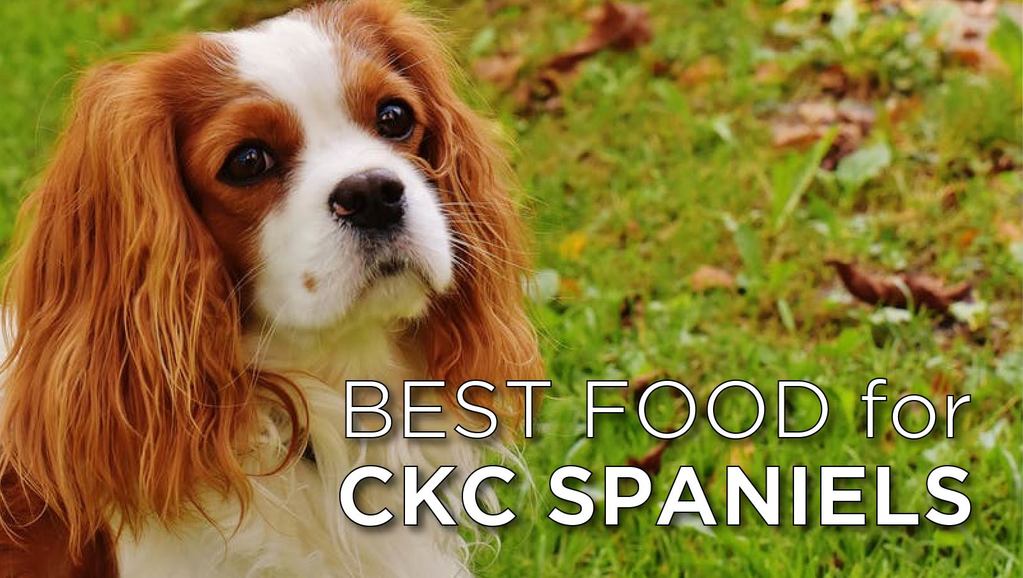 best food for cavaliers-02