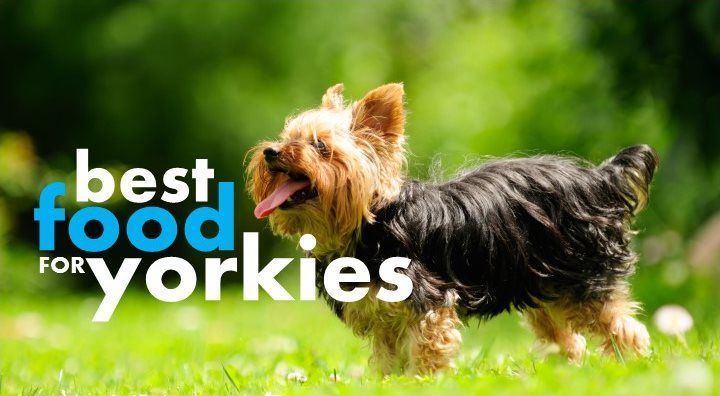 best wet dog food for yorkie puppies