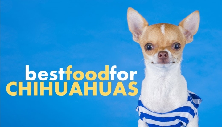 best dog food for chihuahua