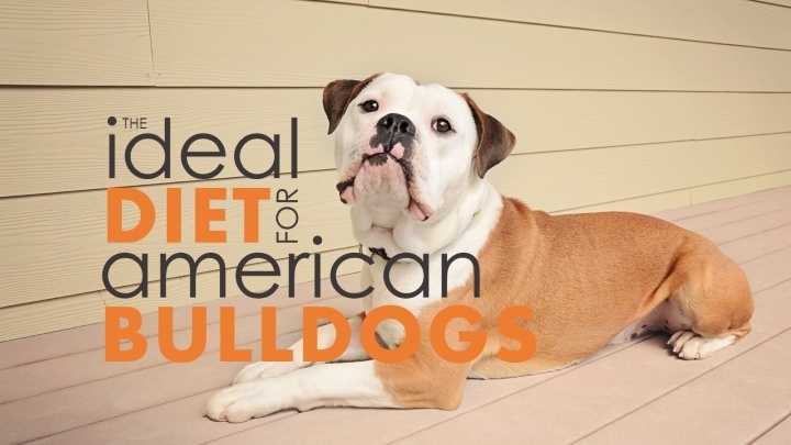 Best dog food for american bulldogs