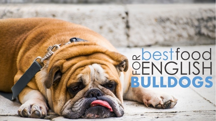 Best dog food for english bulldogs