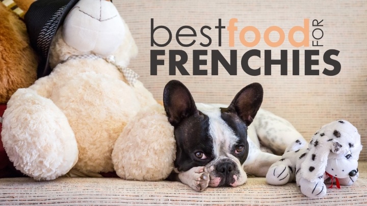 french bulldog wet food