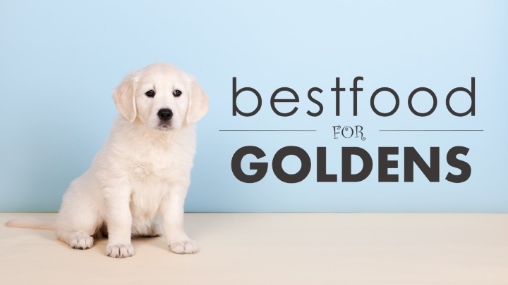 Best Dog Food For Golden Retrievers Just The Good Stuff Herepup