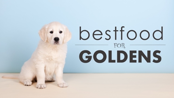 Best dog food for golden retrievers