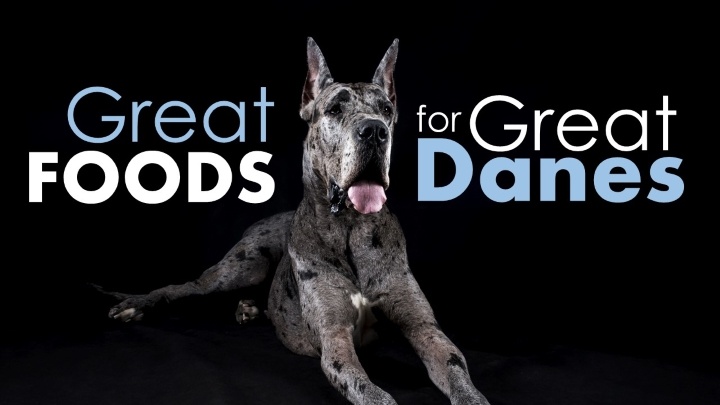 what is the best dog food for great danes