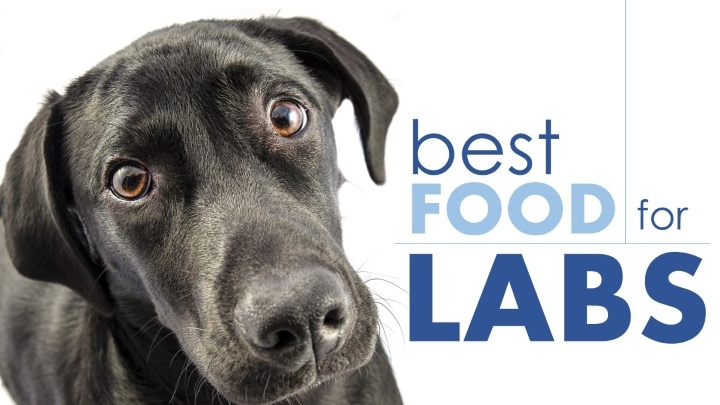 best dog food for labs