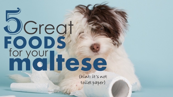 what to feed a maltese puppy