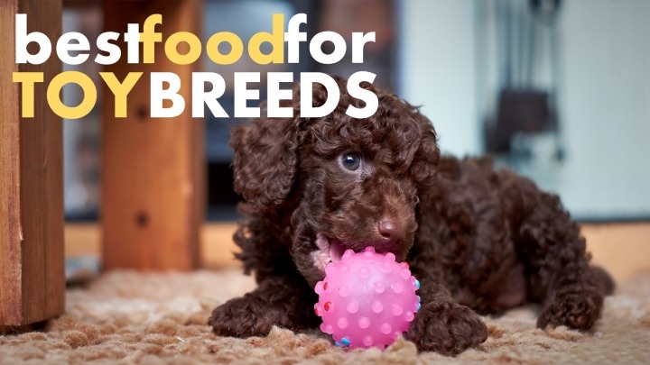 Best dog food for toy breeds