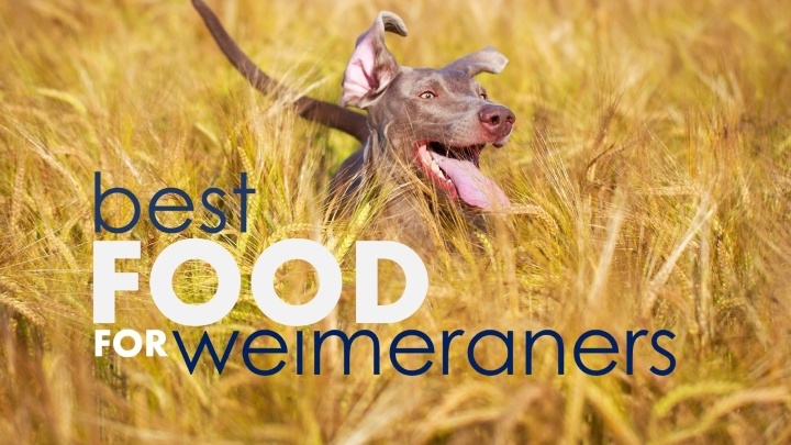 Best dog food for weimaraners