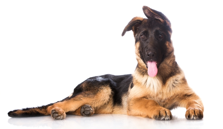 Best dog food for german shepherd breed