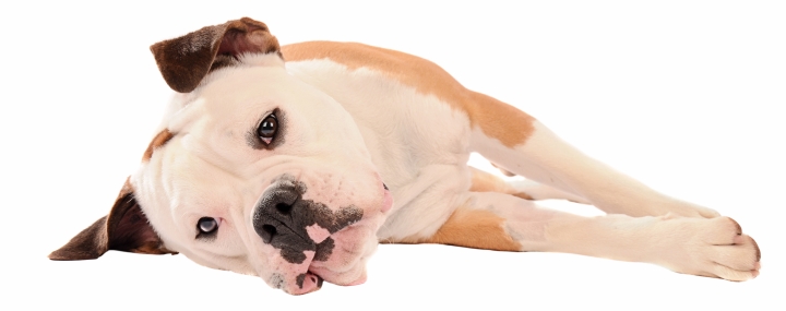 best dog food for american bulldogs