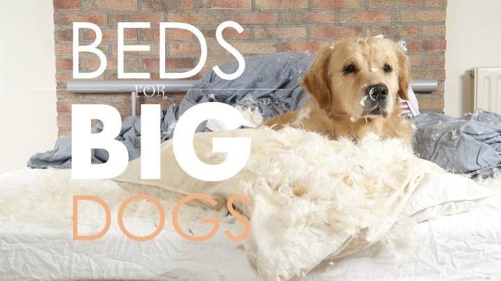 Best dog beds for large dogs