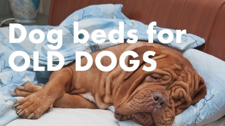 Best dog beds for older dogs