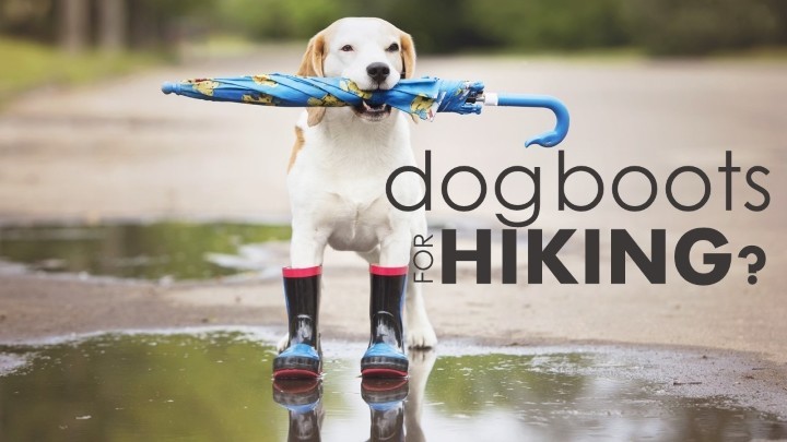 Best dog boots for hiking