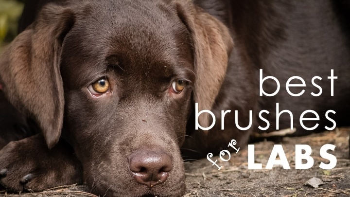 Best dog brush for labs