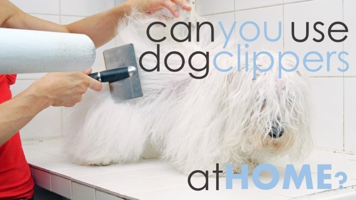 Best dog clippers for home use