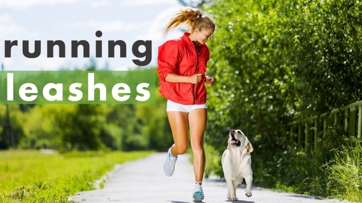 Best dog leash for running