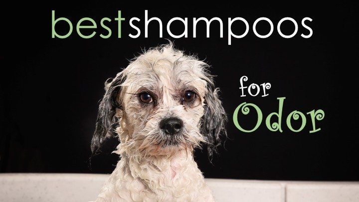 Best dog shampoo for odor