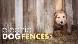 Best electric dog fence