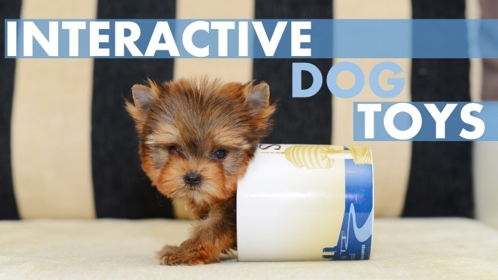 Best interactive dog toys