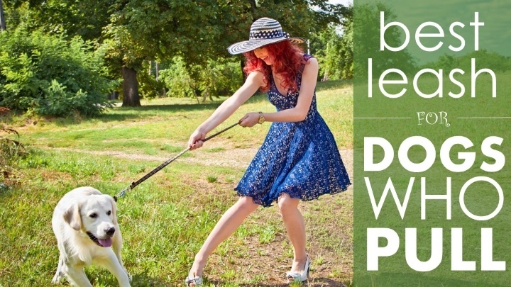 Best leash for dogs that pull