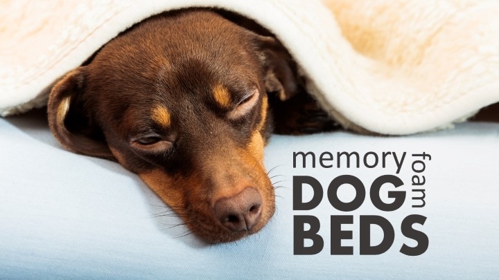 Best memory foam dog beds