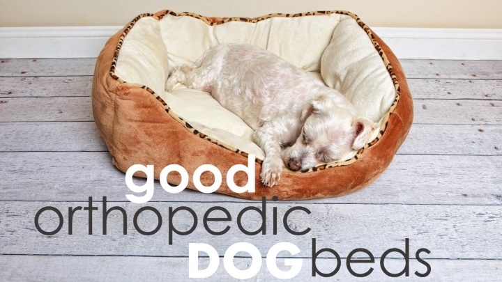 Best orthopedic dog beds large dogs
