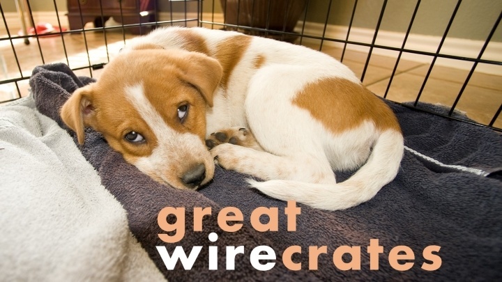 Best wire dog crates