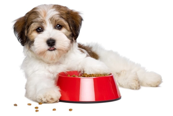 Puppy nutrition needs