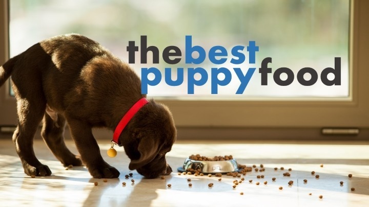 What is the best dog food for puppies