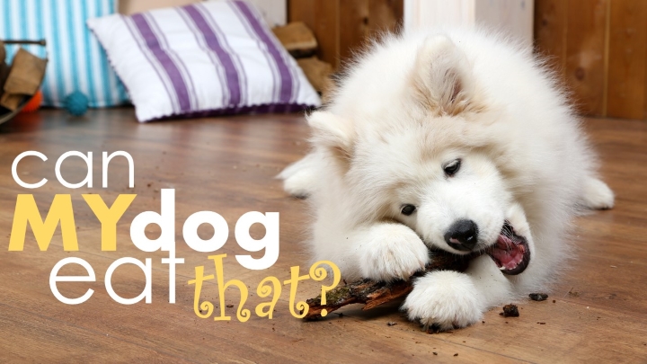 Are Bananas Good For Dogs 33 Foods Dogs Can Can T Eat