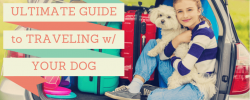 How to Travel with Your Dog