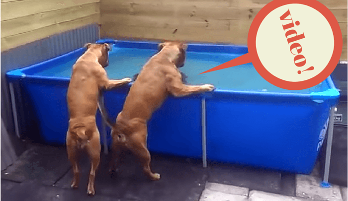 Biedo Dog Pool