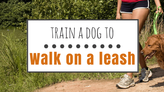 How to Train a dog to walk on a leash