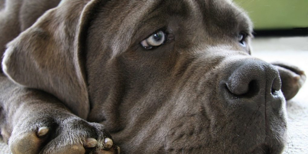 Can dogs cry tears like humans?