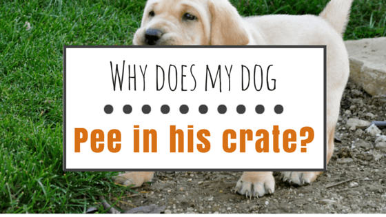 Dog pees in crate
