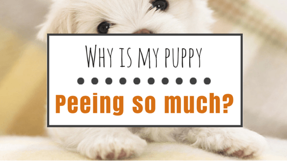 puppy peeing a lot
