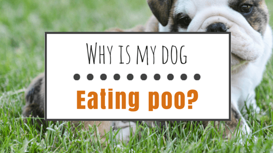 How to stop a dog from eating poop