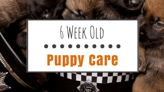 What to feed puppies at clearance 5 weeks