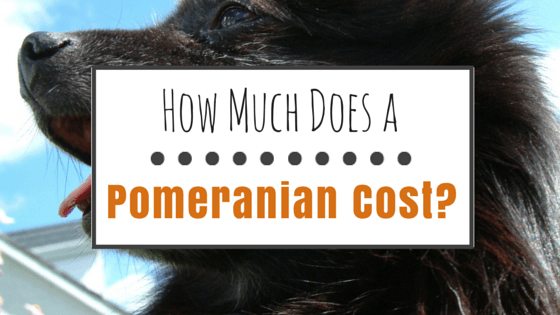 How Much Does a Pomeranian Cost?