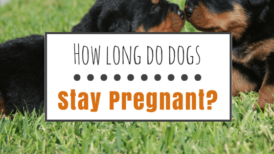 How Long Do Dogs Stay Pregnant? (What You Need To Know)