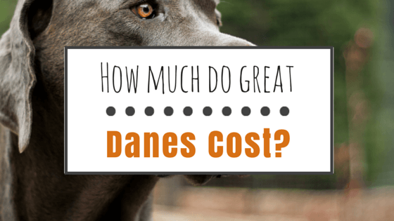 How much do Great Danes cost?