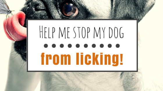 How to stop a dog from licking