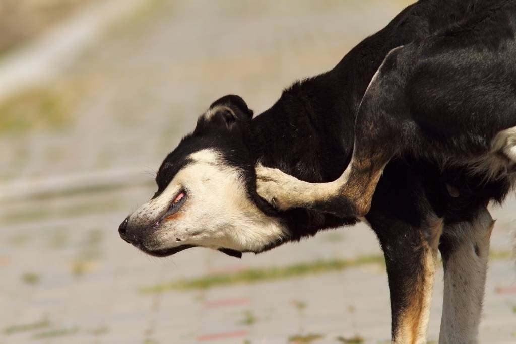 how-to-stop-a-dog-from-scratching-finally