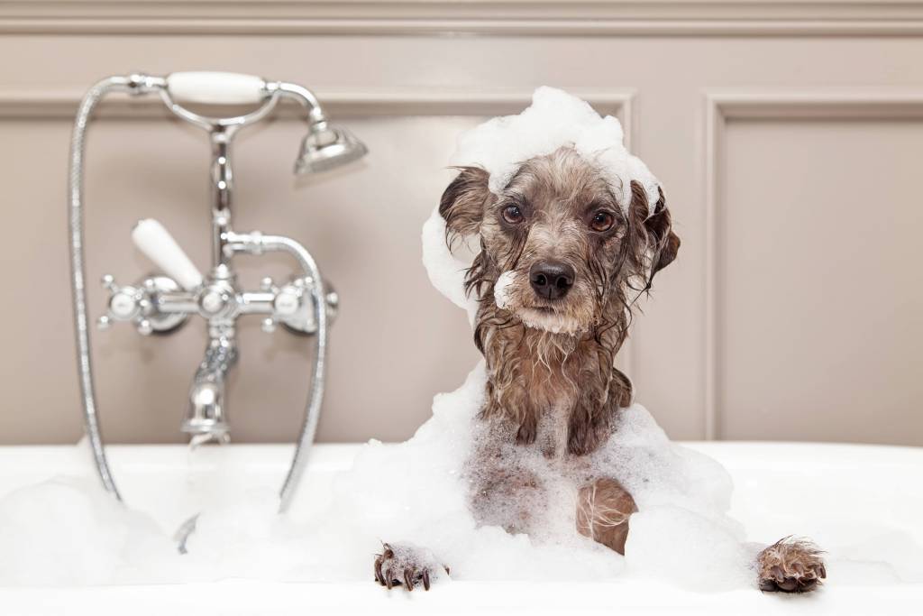 Baby Shampoo for Dogs… Yes or No 